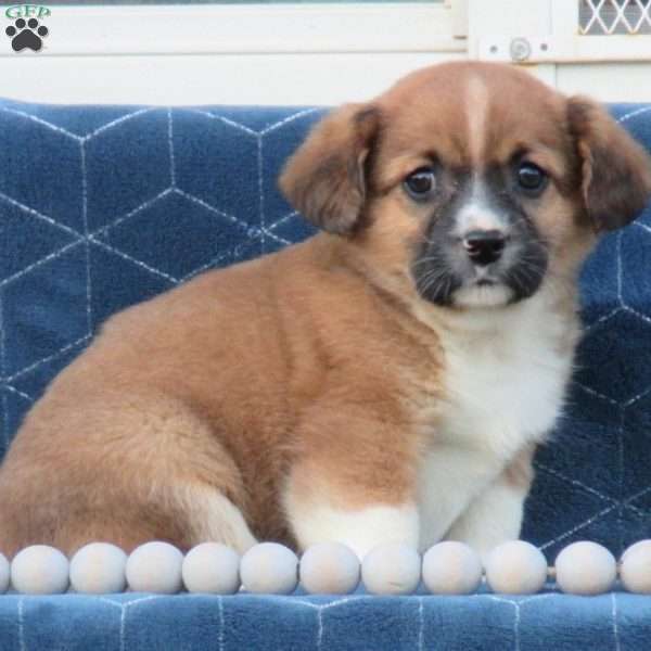 Archie, Cavalier King Charles Mix Puppy