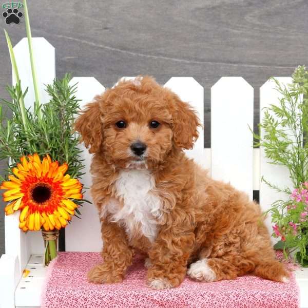 Ariah, Toy Poodle Mix Puppy