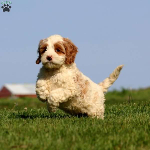 Arlo, Cockapoo Puppy