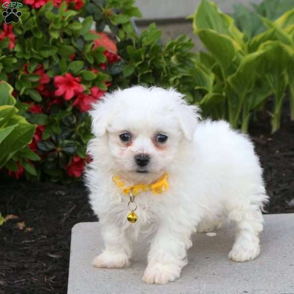Arnie, Bichon Frise Puppy