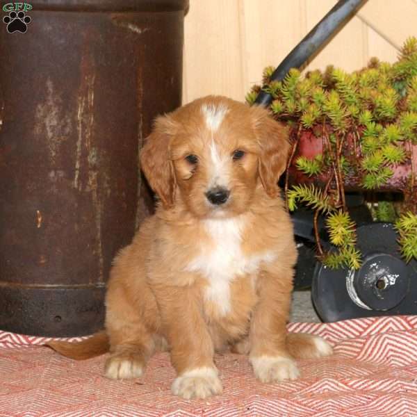 Arnold, Goldendoodle Puppy