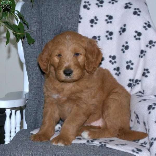 Arnold, Goldendoodle Puppy