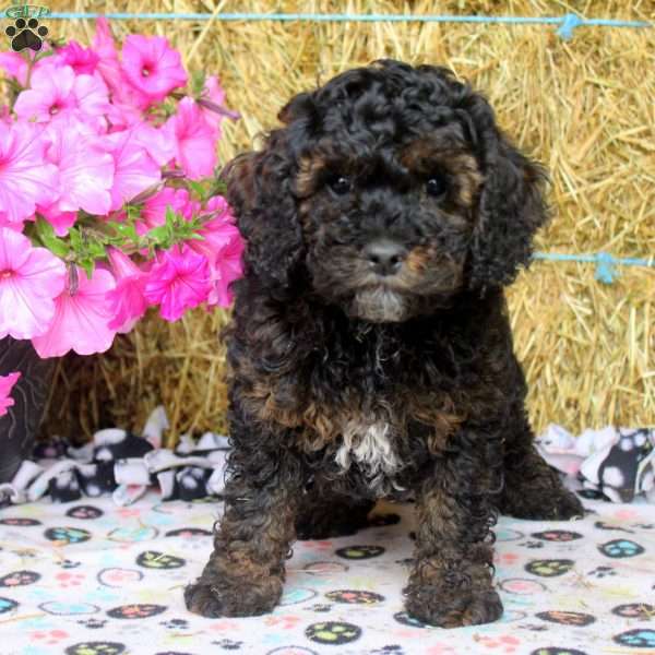 Arnold, Cockapoo Puppy