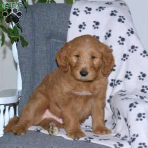 Arnold, Goldendoodle Puppy