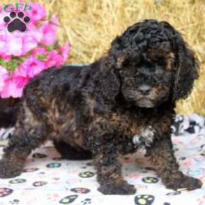 Arnold, Cockapoo Puppy