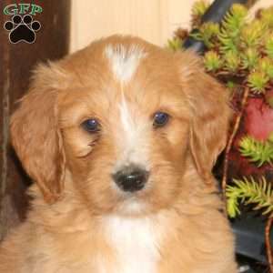 Arnold, Goldendoodle Puppy