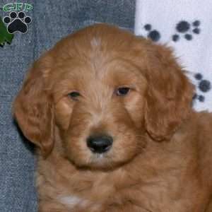 Arnold, Goldendoodle Puppy