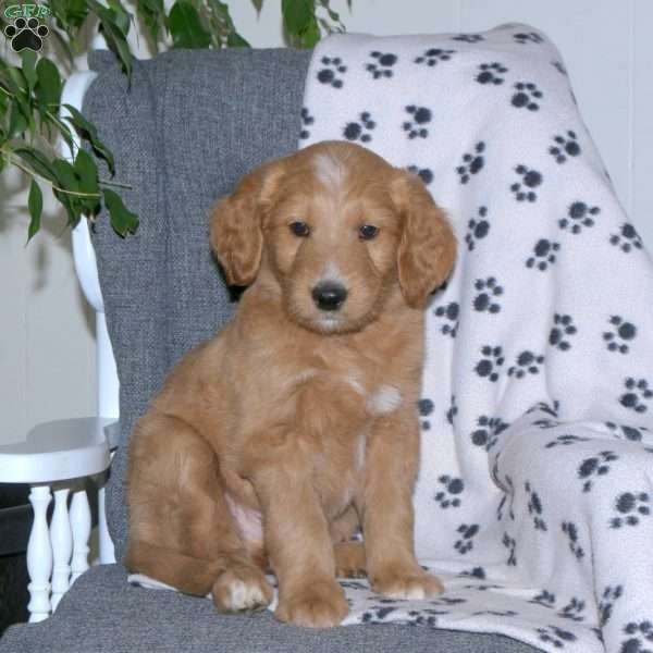 Arthur, Goldendoodle Puppy