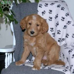Arthur, Goldendoodle Puppy
