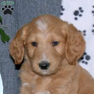 Arthur, Goldendoodle Puppy