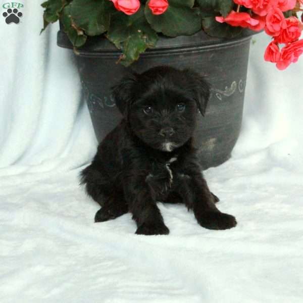 Artie, Yorkie Poo Puppy