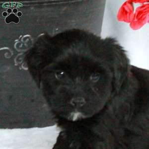 Artie, Yorkie Poo Puppy
