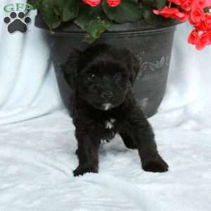 Artie, Yorkie Poo Puppy