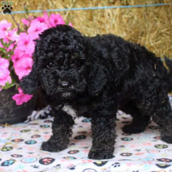 Ash, Cockapoo Puppy