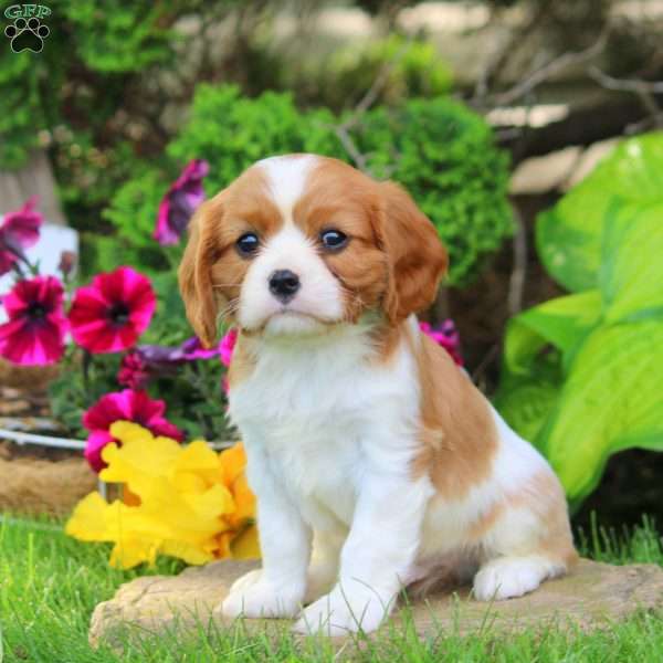 Ash, Cavalier King Charles Spaniel Puppy