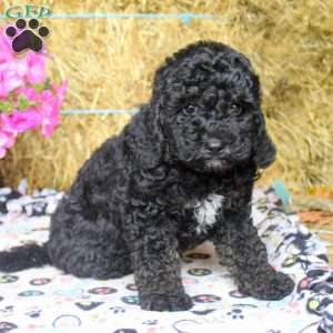 Ash, Cockapoo Puppy