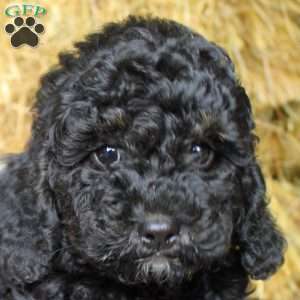 Ash, Cockapoo Puppy