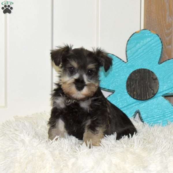 Asher, Miniature Schnauzer Puppy