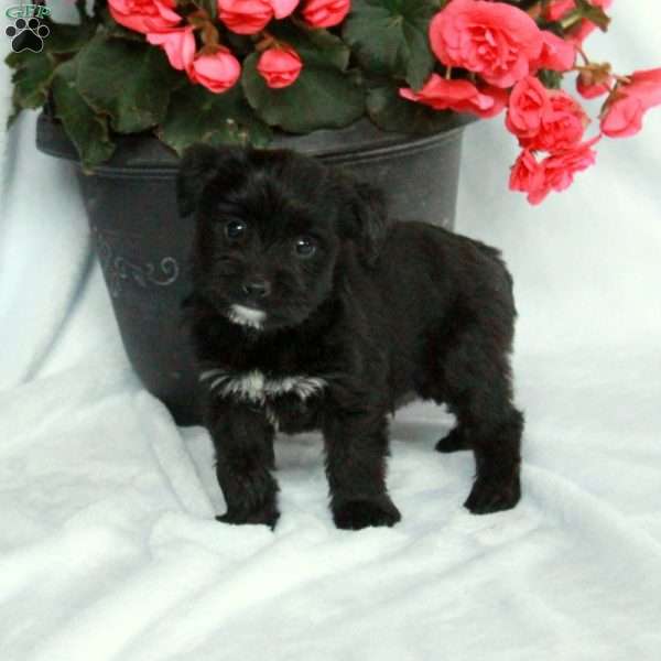 Asher, Yorkie Poo Puppy