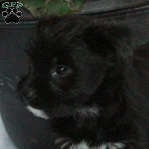Asher, Yorkie Poo Puppy