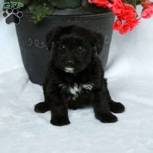 Asher, Yorkie Poo Puppy