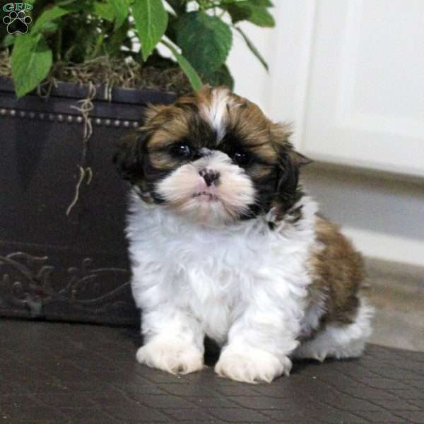 Asher, Shih Tzu Puppy