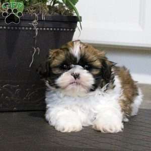 Asher, Shih Tzu Puppy
