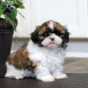 Asher, Shih Tzu Puppy