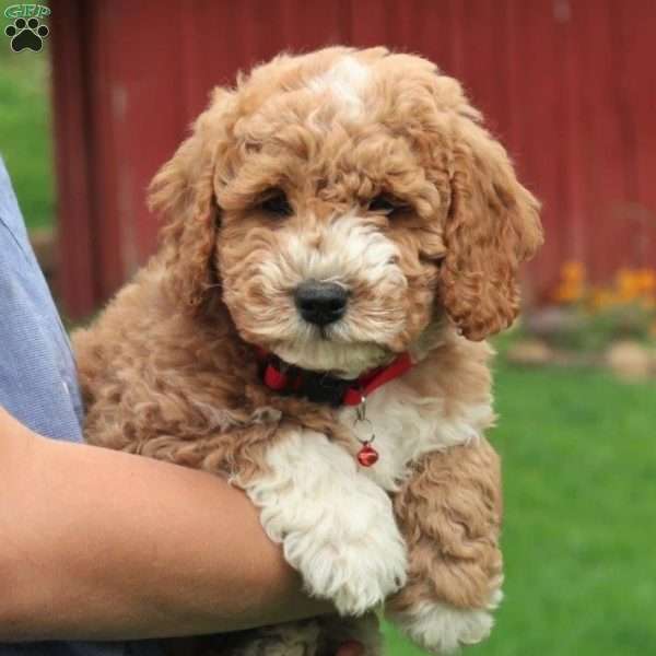 Asher, Mini Labradoodle Puppy