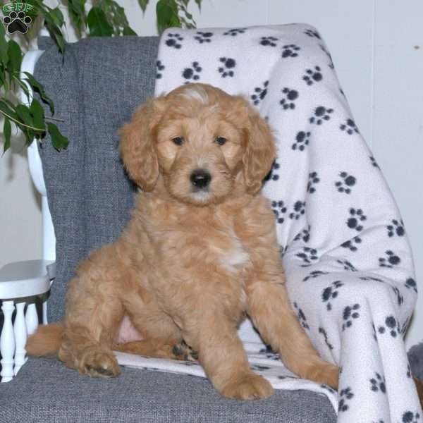 Ashley, Goldendoodle Puppy