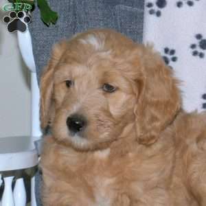 Ashley, Goldendoodle Puppy