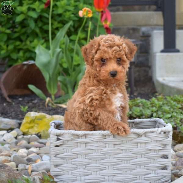 Aspen, Toy Poodle Puppy