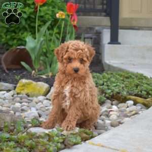 Aspen, Toy Poodle Puppy