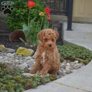 Aspen, Toy Poodle Puppy