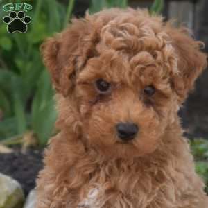 Aspen, Toy Poodle Puppy
