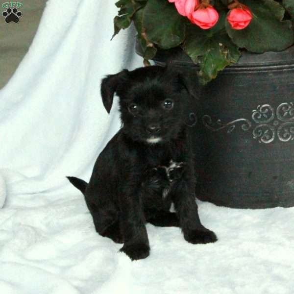 Astrid, Yorkie Poo Puppy