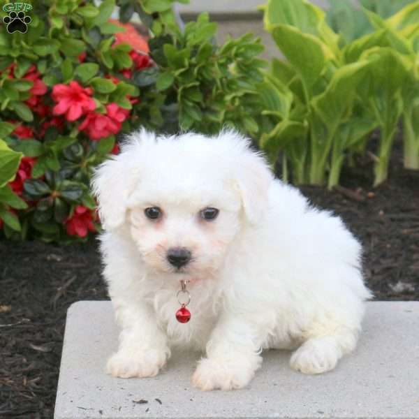 Astrid, Bichon Frise Puppy