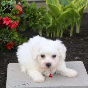 Astrid, Bichon Frise Puppy