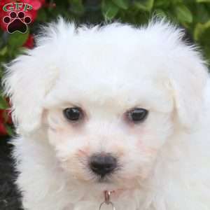 Astrid, Bichon Frise Puppy