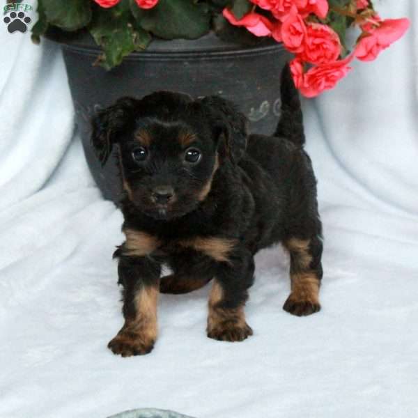 Atlas, Yorkie Poo Puppy