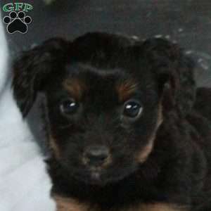 Atlas, Yorkie Poo Puppy