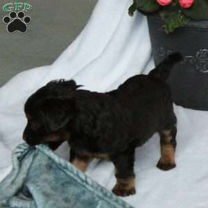 Atlas, Yorkie Poo Puppy