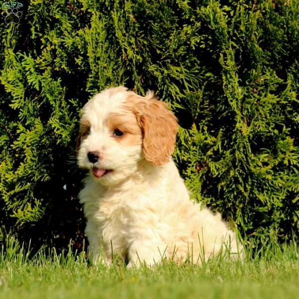Atlas, Cockapoo Puppy