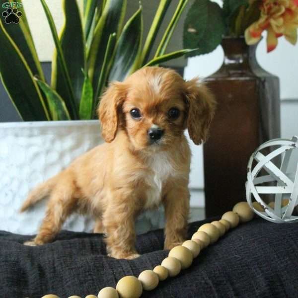 Austin, Cavalier King Charles Spaniel Puppy