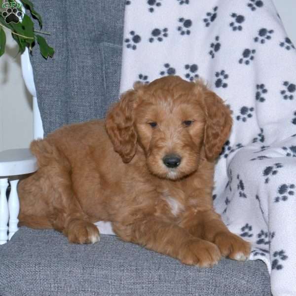 Austin, Goldendoodle Puppy