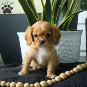 Austin, Cavalier King Charles Spaniel Puppy