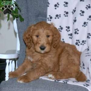 Austin, Goldendoodle Puppy