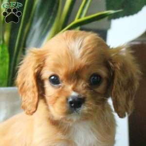Austin, Cavalier King Charles Spaniel Puppy