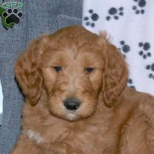 Austin, Goldendoodle Puppy