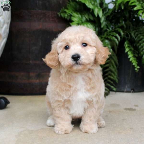 Austin, Bich-Poo Puppy